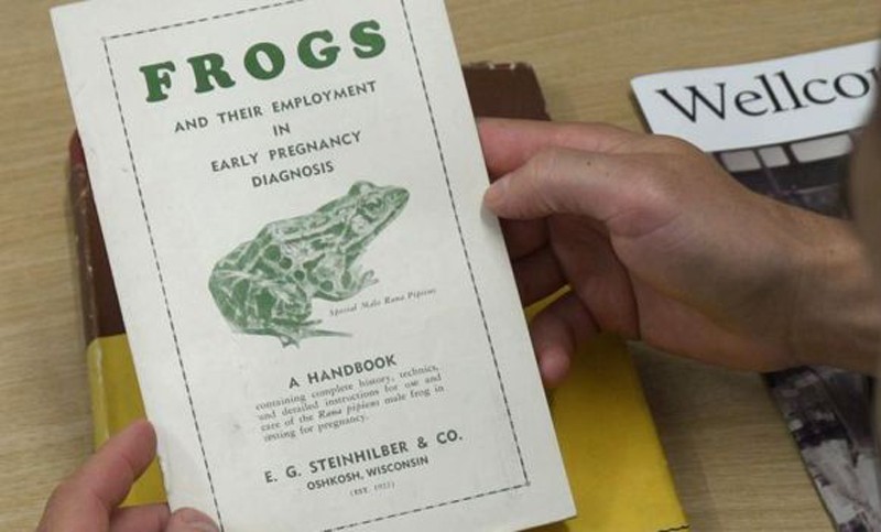 জেনোপস নামে নখওয়ালা ব্যাঙ দিয়ে প্রেগনেন্সি পরীক্ষা!