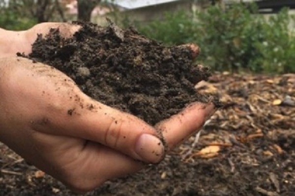 মানুষের মৃতদেহ থেকে জৈব সার তৈরির অনুমোদন